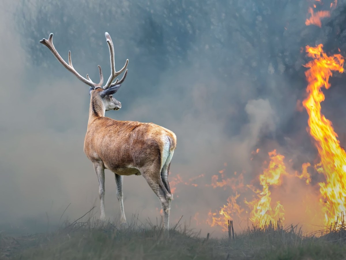 WWF Wildfire Project