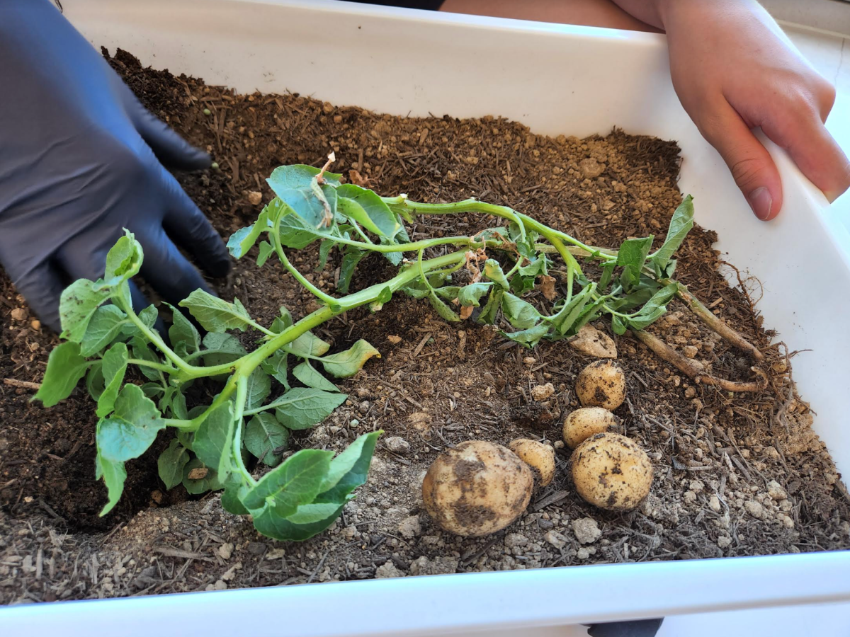Strawberry and Potato plant&nbsp;progression